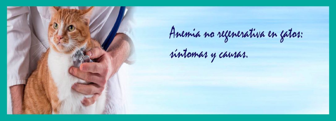 Anemia no Regenerativa en Gatos: Síntomas y Causas.