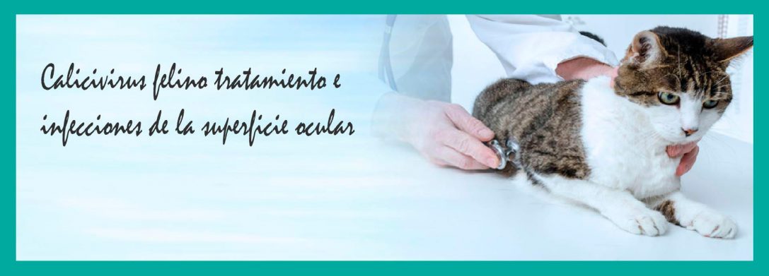 Calicivirus Felino Tratamiento e Infecciones de la Superficie Ocular