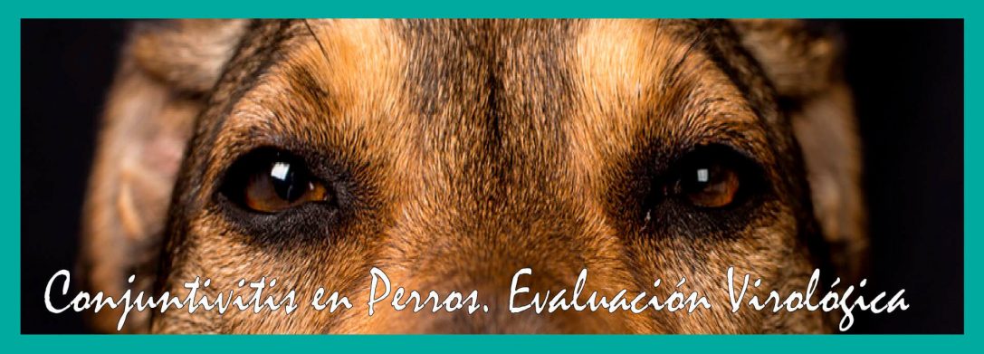 Conjuntivitis en Perros. Evaluación Virológica