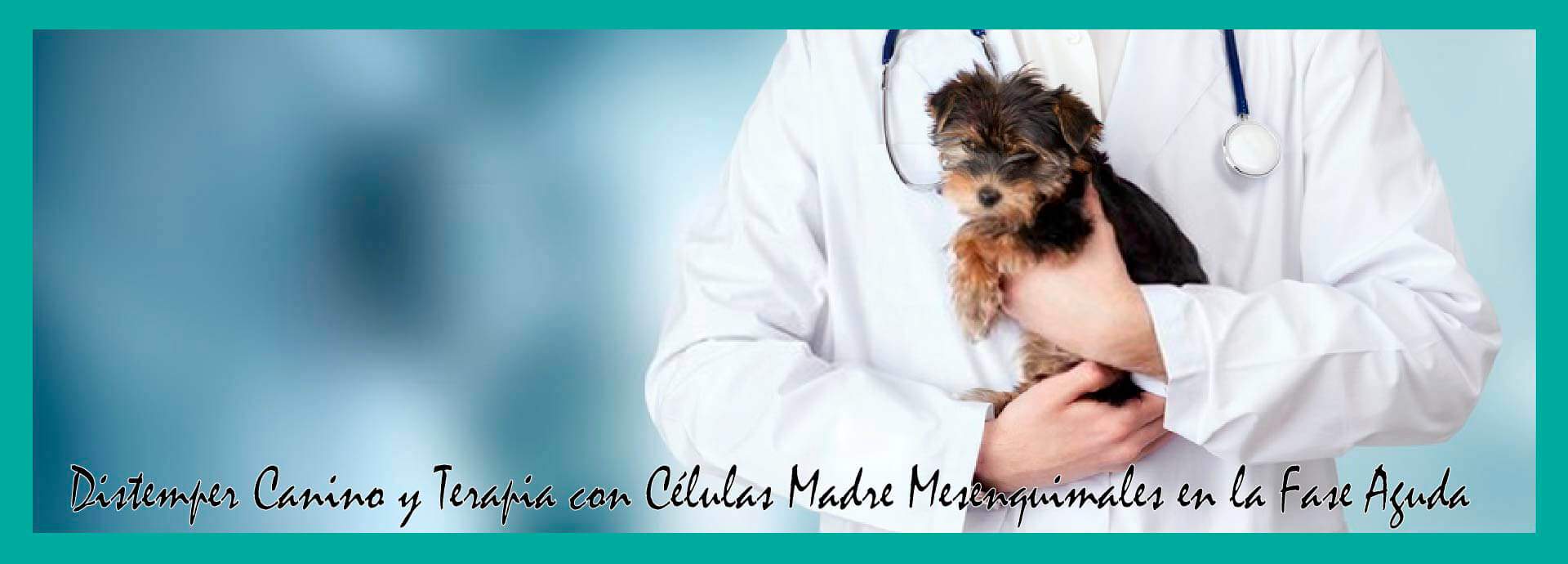 Distemper Canino y Terapia con Células Madre Mesenquimales en la Fase Aguda