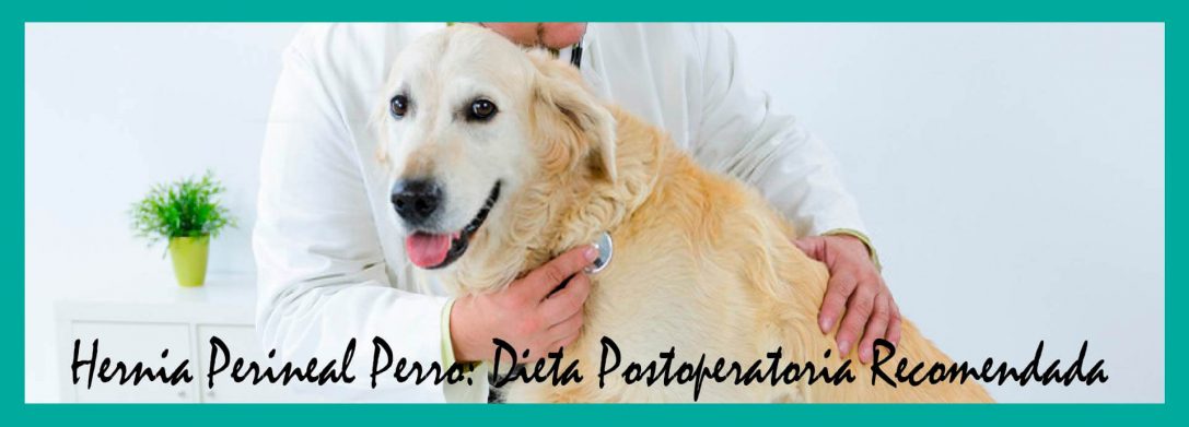 Hernia Perineal Perro: Dieta Postoperatoria Recomendada