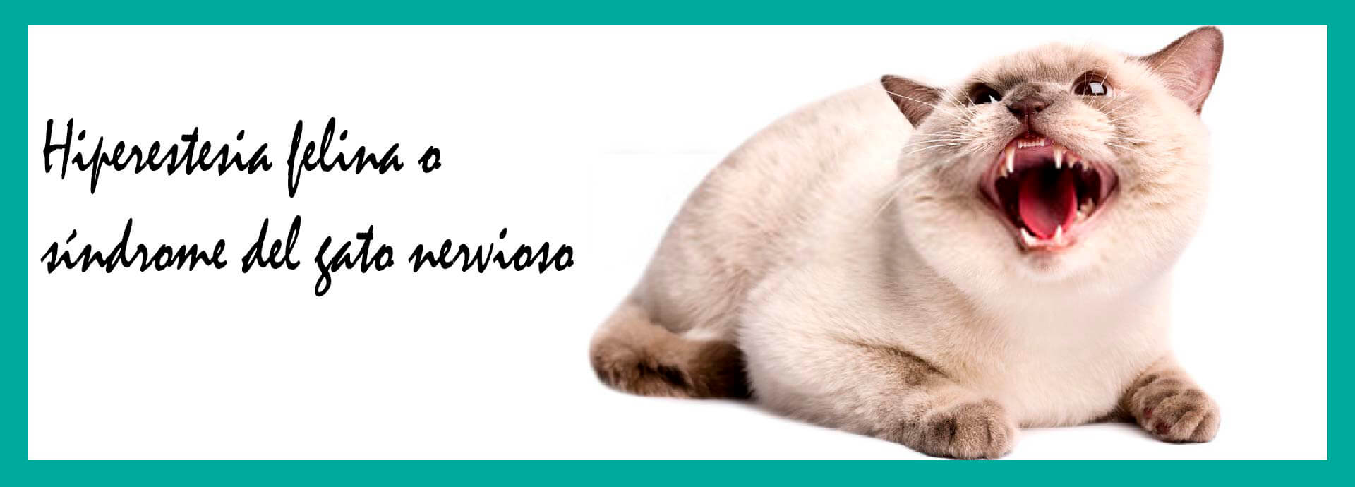 Hiperestesia Felina o Síndrome del Gato Nervioso
