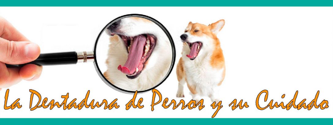 La Dentadura de Perros y su Cuidado