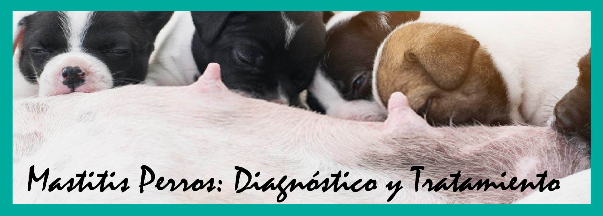 Mastitis Perros: Diagnóstico y Tratamiento