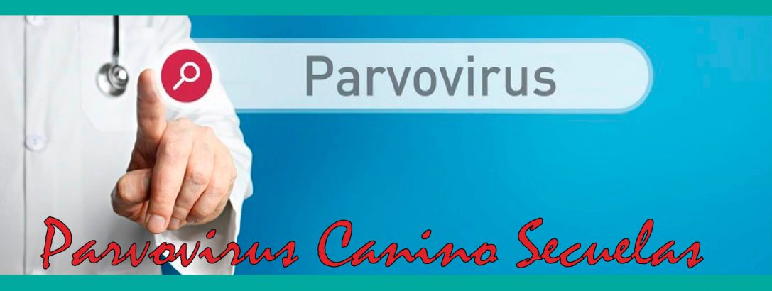 Parvovirus canino secuelas