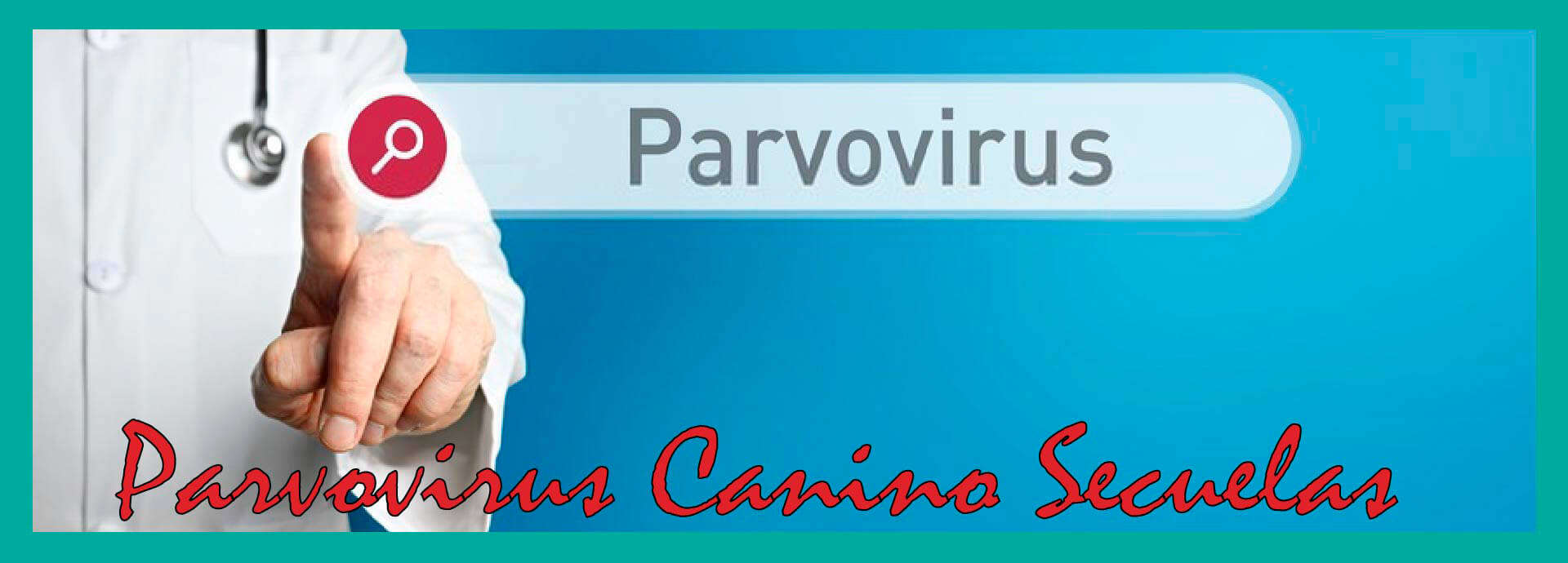 Parvovirus canino secuelas