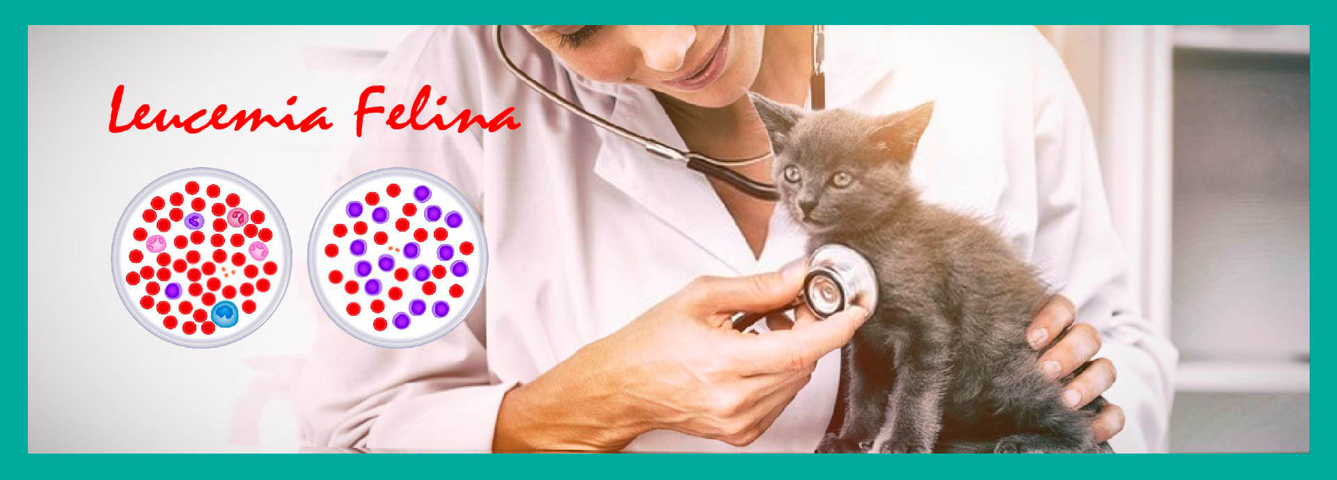 Leucemia Felina: Vacuna y Factores de Riesgo