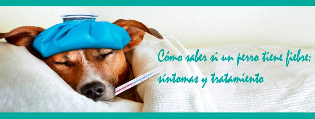 Fiebre en Perros: Aprende a Identificarla y Conoce sus Causas