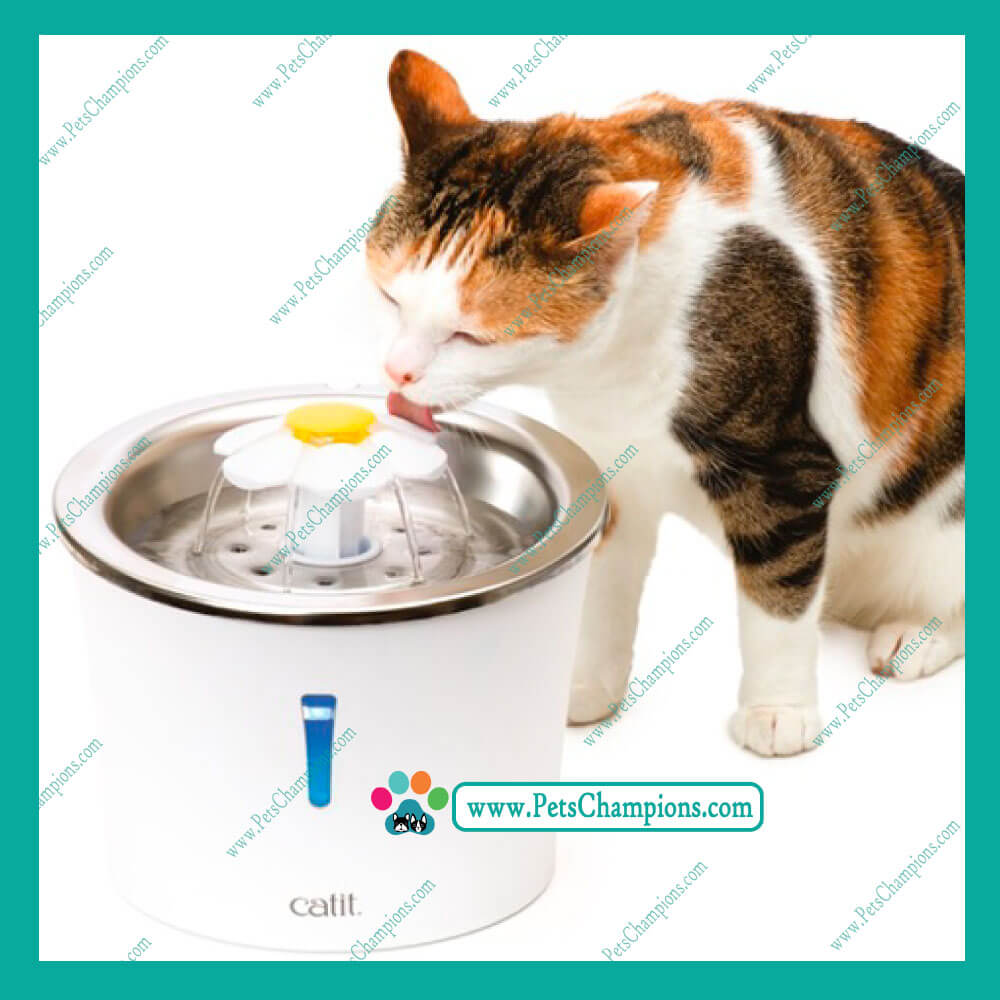gato tomando agua en fuente de acero inoxidable
