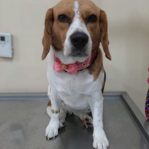 Bischo Las jaulas para perros #PetChampions son jaulas para transportar y alojar a tu mascota.transportar y alojar a tu mascota.