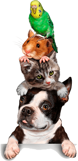 Mascotas - Pets Champions