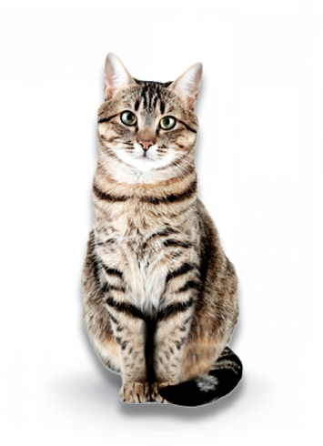 Gato - Pets Champions