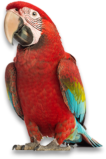 Aves - Pets Champions